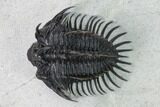 Spiny Comura Trilobite - Oufaten, Morocco #160896-2